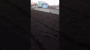 CAIMAN VARIO 70S TWK+ отличный результат после культивации