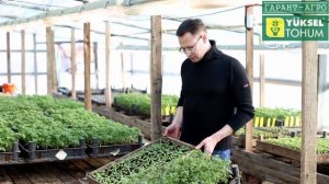 16 февраля. Досветка рассады томата. Немного о препаратах при выращивании рассады томата