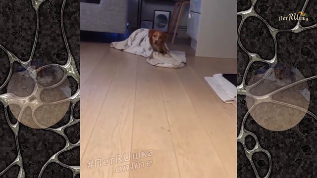 12,5 МИНУТ ЛУЧШИХ ПРИКОЛОВ // ТЕСТ НА ПСИХИКУ / ЛОВИ ПОЗИТИВЧИК // МАРТ 2019 #19 смотреть онлайн