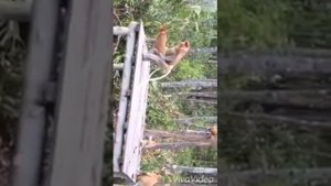 Спаривание по очереди