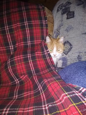 приколы с котами..