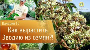 Как вырастить эводию из семян?!