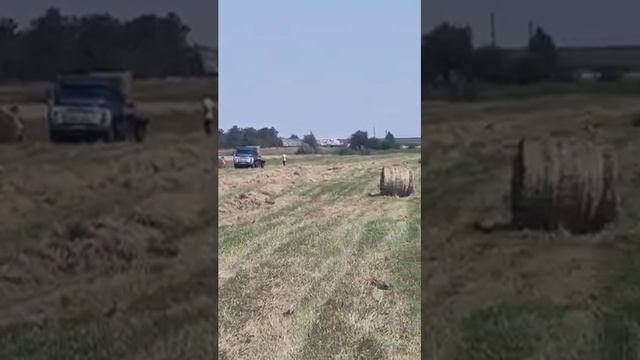 Сено в тюках от производителя 10.07.2021 смотреть онлайн