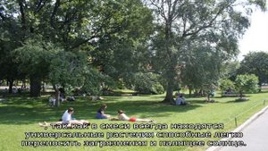 Газон в городе: описание, определение газона на придомовой территории