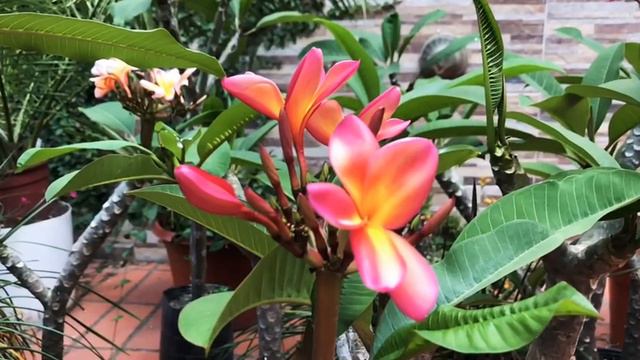 La FLOR de HAWAII Plumeria Rubra FRANGIPANI ((VENTAS)) ❀🌼👇 смотреть онлайн