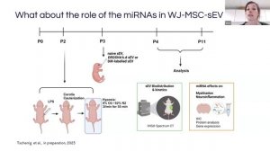 Vera Tscherrig, A. Schoeberlein, & M. Jörger-Messerli: Preventing white matter injury with MSC EVs