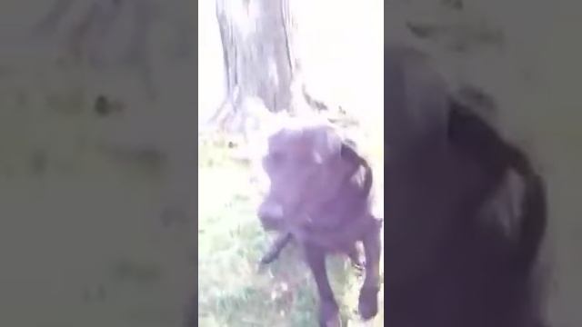 Dogs red rocket смотреть онлайн