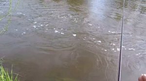 Река Быстрица, ловля спиннингом на мормышку