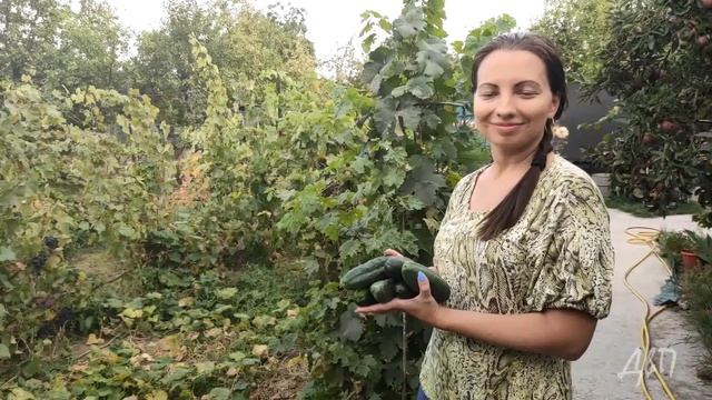 Огурцы: как вырастить и заготовить на зиму. Рецепт квашеных огурцов. смотреть онлайн