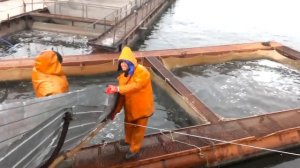 Выращивание форели: установка садков, перевозка рыбы