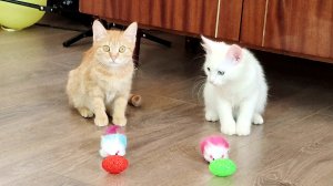 Очаровательные котята играют красными и зелеными мячиками.