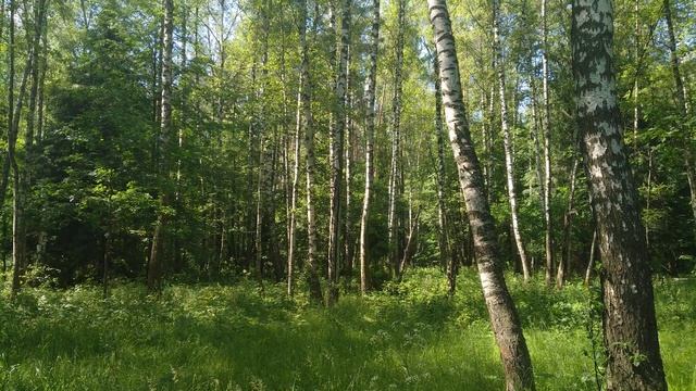 Июньский подмосковный лес/June forest in the Moscow Region  #Лосиныйостров