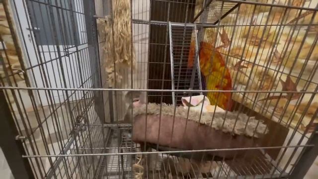 Похолодало! Укладываю Люську спать и даю ей одеяло, а она перед сном РЕШИЛА ПОДКРЕПИТЬСЯ) смотреть онлайн