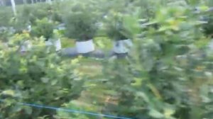 Малинове Фэктори Польша 2017. Поле голубики сорта Дрейпер в горшках – ч.3.