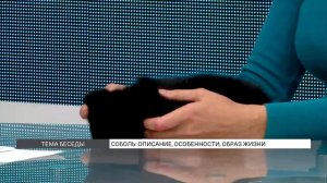 Соболь: особенности образа жизни зверька