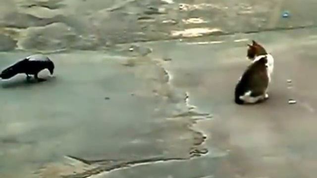 Ворона издевается над котом смотреть онлайн