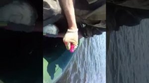 Ловля сома на перемёт .Саратов