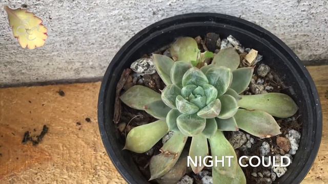 🌵🌵🌵5 ECHEVERIAS IDENTIFICADAS🌵🌵🌵vol.2 смотреть онлайн