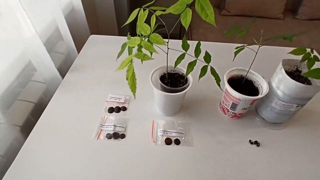 Глициния она же Вистерия, Альбиция, Павловния растут у меня дома на подоконнике смотреть онлайн