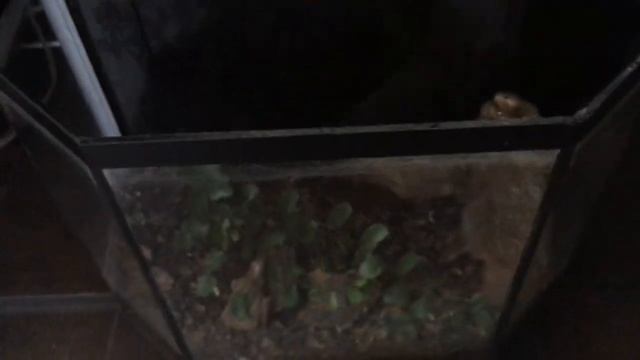 Новинки. Аглаонема Суматра. Папоротник Кониограмма. смотреть онлайн