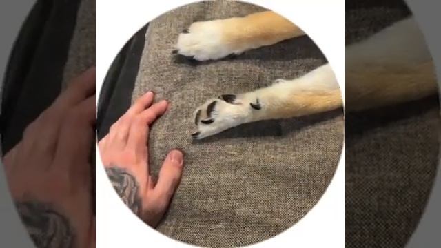 Всё в крови, весь подъезд в крови. Что делать? смотреть онлайн