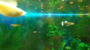 Аквариум. Кормление рыбок. Гуппи,  малинезии, пецелии и другие