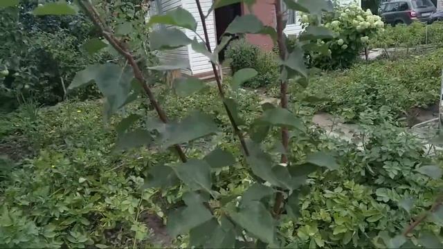 Как прижились саженцы АБРИКОСА? смотреть онлайн