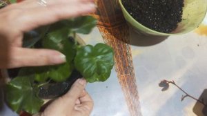 Пеларгония Плющелистная. Burgundy Blaze. укоренение.