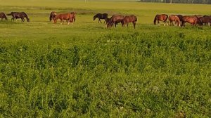 Лесо-степь. Жеребец Суффикс пасёт свой табун