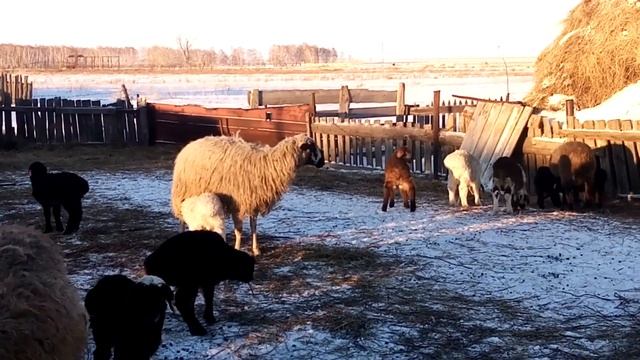 Бараны /Ягнята \управляемся \Жизнь в деревне\Орловка