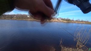 Ловля сырти на реке Луга весной