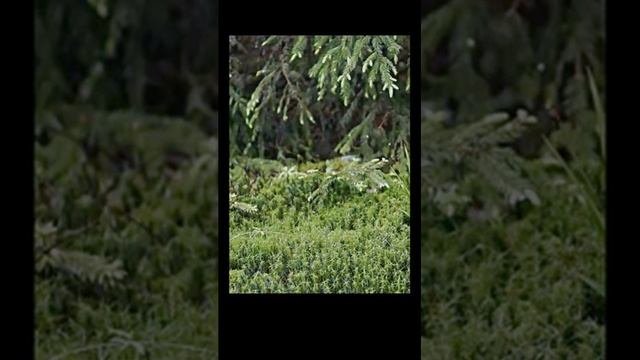 Пение иволги на опушке леса. Звуки природы для медитации