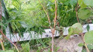 Увядание грозди и побега винограда