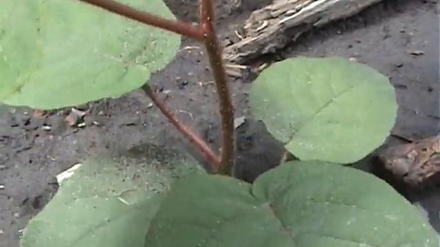 Выращиваем киви из семян часть 2(актинидия). смотреть онлайн