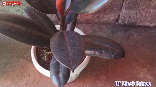 RUBBER TREE/FICUS ELASTICA/CARE TIPS/BLACK PRINCE/omega08