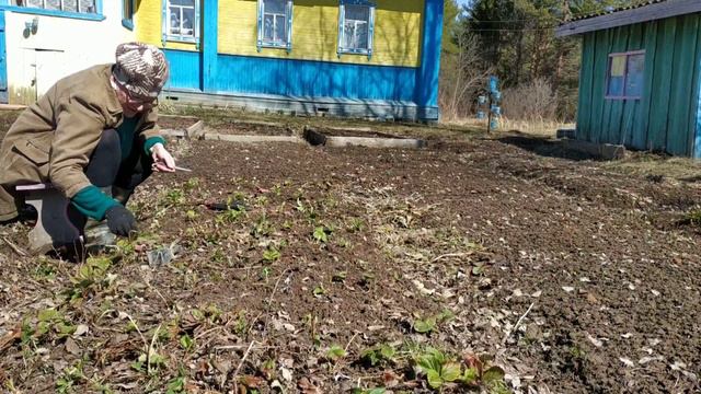 Самоизоляция в деревне Кривячка. Шашлычки и банька. Клубника, нарциссы и лук. Часть 9-я.
