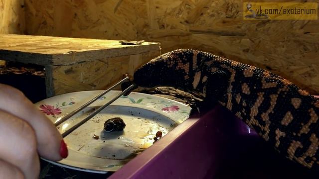 Кормление разных ящериц улитками смотреть онлайн