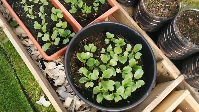 April garden tour | early spring Garden tour | beautiful colours | Garden Ideas & DIY смотреть онлайн