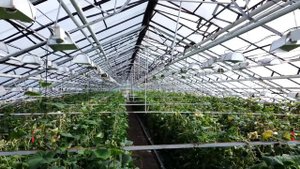 Тепличный бизнес. Готовый бизнес и оборудование. Сельское хозяйство.