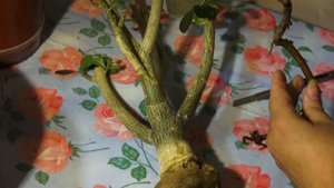 Адениум обрезка, удаление гнили.