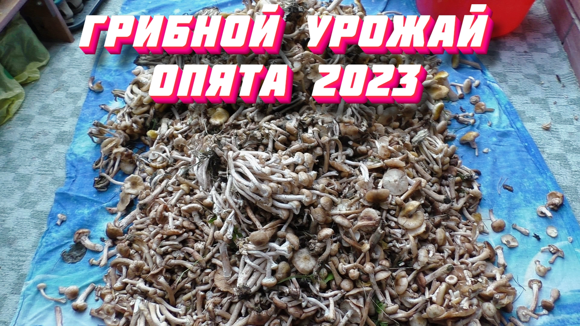 Грибной урожай - Опята 2023