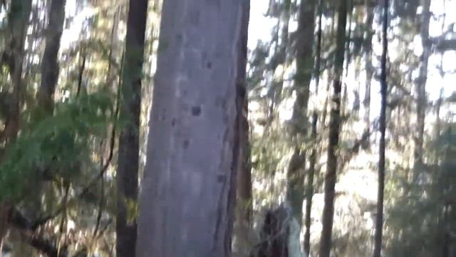 Осенняя охота Хвосты Поход к Донецкой дороги Восточная Сибирь Иркутская обл 28 октября 2018 г смотреть онлайн