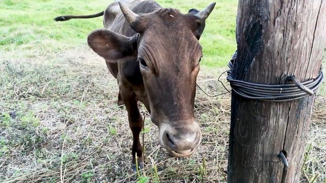 POV - прикорм бычка, 2020 смотреть онлайн