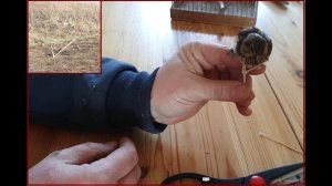 Как вязать птицу на шпар.