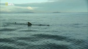 Дикая Шотландия: Гебридские острова / Wild Scotland The Western Isles Сезон 1 Серия 4