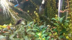 Цветение нимфеи Раджа.