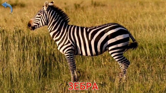 Карточки Домана. Часть 3. Животные мира смотреть онлайн