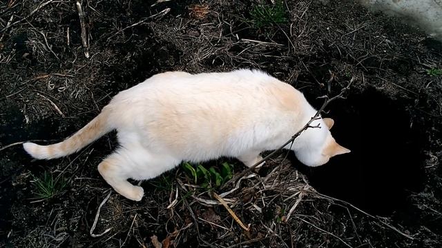 Как тайский кот Дориан осматривал огородное хозяйство весной! Тайские кошки это чудо! Funny Cats смотреть онлайн