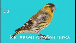 Логопедическая песенка. Видео помогает автоматизировать Р и уйти от сочетания ТР, ДР