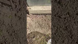 Выращивания ЧЕРЕШНИ из КОСТОЧКИ методом разбивания?